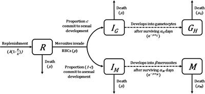 Limited impact of within-vector ecology on the evolution of malaria parasite transmission investment